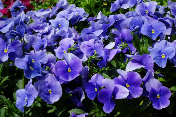 可憐に、花壇に艶やかに咲く紫色のすみれの花