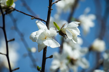 Nice white magnolia tree flowers spring sunny day nature awakening