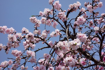 青空に映える、華麗で優美な艶やかな白梅の花々