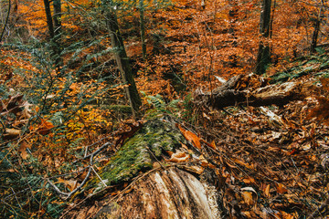 A Shot of a Mossy Log Looking Down a Steep Hill
