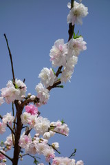 青空に映える、華麗で優美な艶やかな白梅の花々
