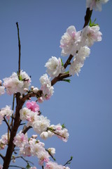 青空に映える、華麗で優美な艶やかな白梅の花々