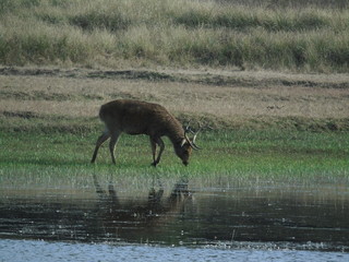 Handsome Male Stag Swamp Deer