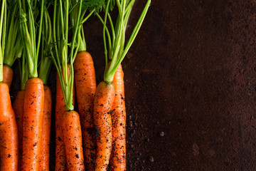 Fresh carrots in the ground, on a rust background