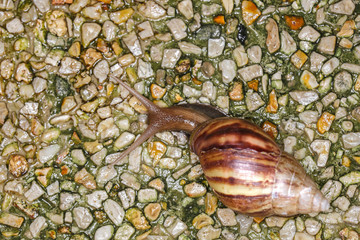 small Helicinan Snail of the Genus Drymaeus macro view