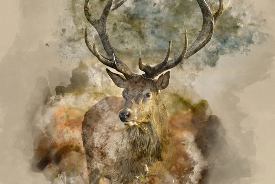 Digital watercolor painting of Beautiful red deer stag Cervus Elaphus with majestic antlers in Autumn Fall forest landscape