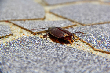 insect