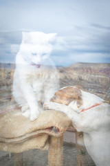 Lovely White cat on the chair and dog  together behind the doors window looking and waiting for their master. Pet animals at home alone conception.