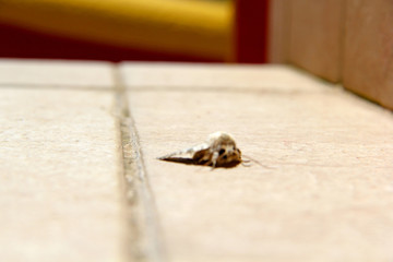 insect