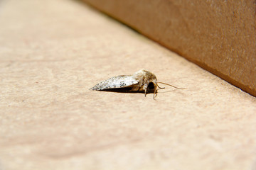 insect