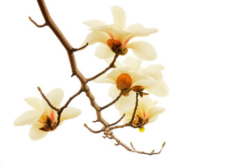 Magnolia flower in a white background
