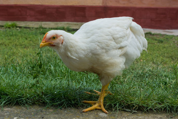 Ecological free chicken eating grass