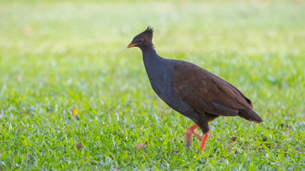 Birds in Australia