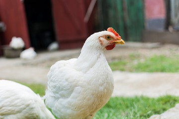 Portrait of an ecological free chicken