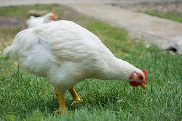 Free chicken looking for mosquitoes in the grass
