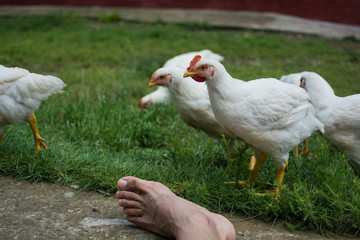 Free chickens eating in the field