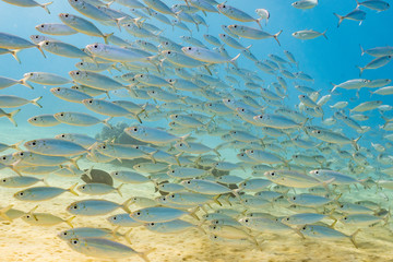 School of fish swimming over sand in clear blue ocean