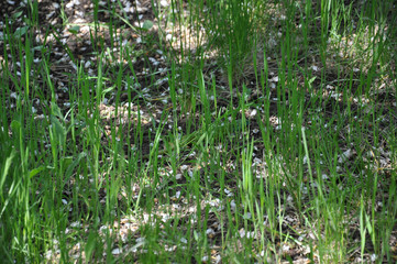 White flowers in the garden. Fresh green backdrop of spring sprouts of grass and lawn covered with fallen white petals of cherry blossoms look like white snow on ground. Natural herbal textures.