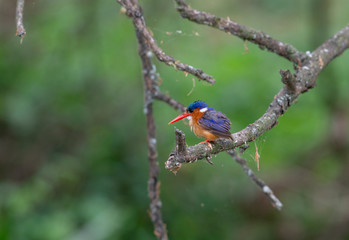 Bird of Prey,environment,bird,wildlife,Birdwatching,safari Animals,migratory,Ecosystem,Avian,birds,nature,Eagle,Raptor,wild,hunting,feathers,Feather,Migration,animal,grass,feather,beak,partridge,dove,