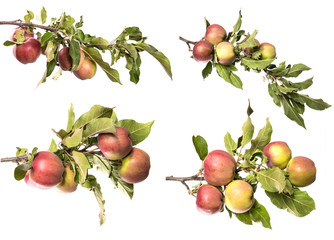 set apple tree branch with fruits and green foliage isolate. Apples on a branch on an isolated...