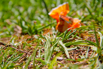 Plastic over grass