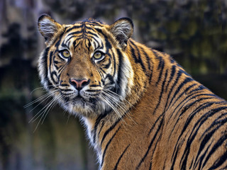 A female Tiger Sumatran, Panthera tigris sumatrae, closely observes the surroundings