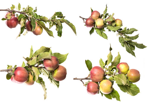 set apple tree branch with fruits and green foliage isolate. Apples on a branch on an isolated white background.