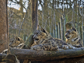 Female snow leopard, Panthera ounce with grown-up chicks