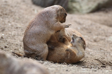 Two prairie dogs fighting against each other