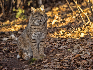 Naklejka na ściany i meble Bobcat, Lynx rufus, sitting on the ground watching the surroundings