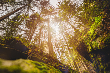 Naklejka premium Wald Wandern Sonne