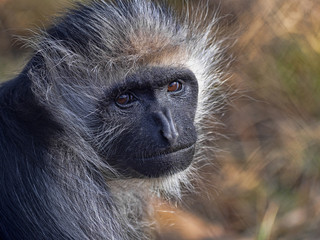 Portrait of a female King Colobus, Colobus polykomos, watching the photographer
