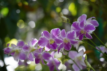 purple flowers in the garden