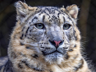Portrait of resting female snow leopard, Panthera uncia