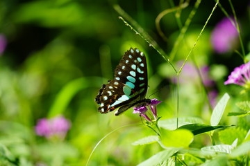 butterfly on a flower