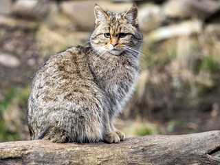 European wild cat, Felis s. Silvestris, sitting on a trunk watching the surroundings