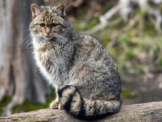 European wild cat, Felis s. Silvestris, sitting on a trunk watching the surroundings - obrazy, fototapety, plakaty