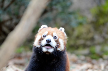 レッサーパンダ