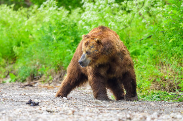 Obraz premium Ruling the landscape, brown bears of Kamchatka (Ursus arctos beringianus)