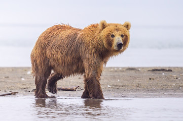 Ruling the landscape, brown bears of Kamchatka (Ursus arctos beringianus)