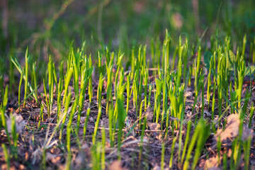 young spring sprouting lilies of the valley