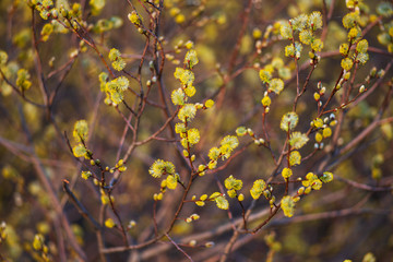 Fluffy soft yellow willow buds in early spring