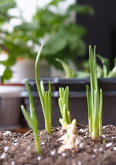 Green sprouts of garlic in the soil in the winter garden on the window with other plants. Seedlings of garlic.