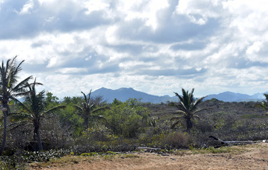 palm trees mountains and sky