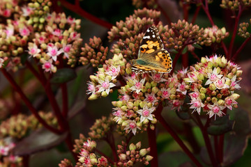 Flowers of the sedum or Orpine, Livelong (hylotelephium Matrona). Summer Flower Heads of the Perennial Succulent - hylotelephium Matrona