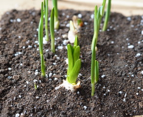 Green sprouts of garlic in the soil. Plant sprouted garlic in the garden. Useful greens,soil with organic fertilizers.