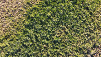 Top view of green grass