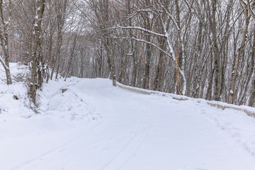 Snow covered road through a forest