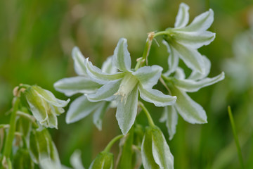 Glöckchen-Lauch (Allium triquetrum)	