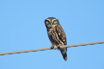 funny portraits of a little owl filmed on wires and near a nest in a clay cliff. Chicks and adult birds